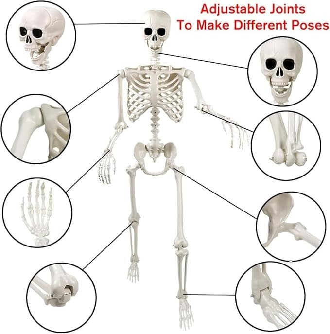 165 cm Halloween Movable Skeleton, Full Body Skeleton, Life-Size Skeleton