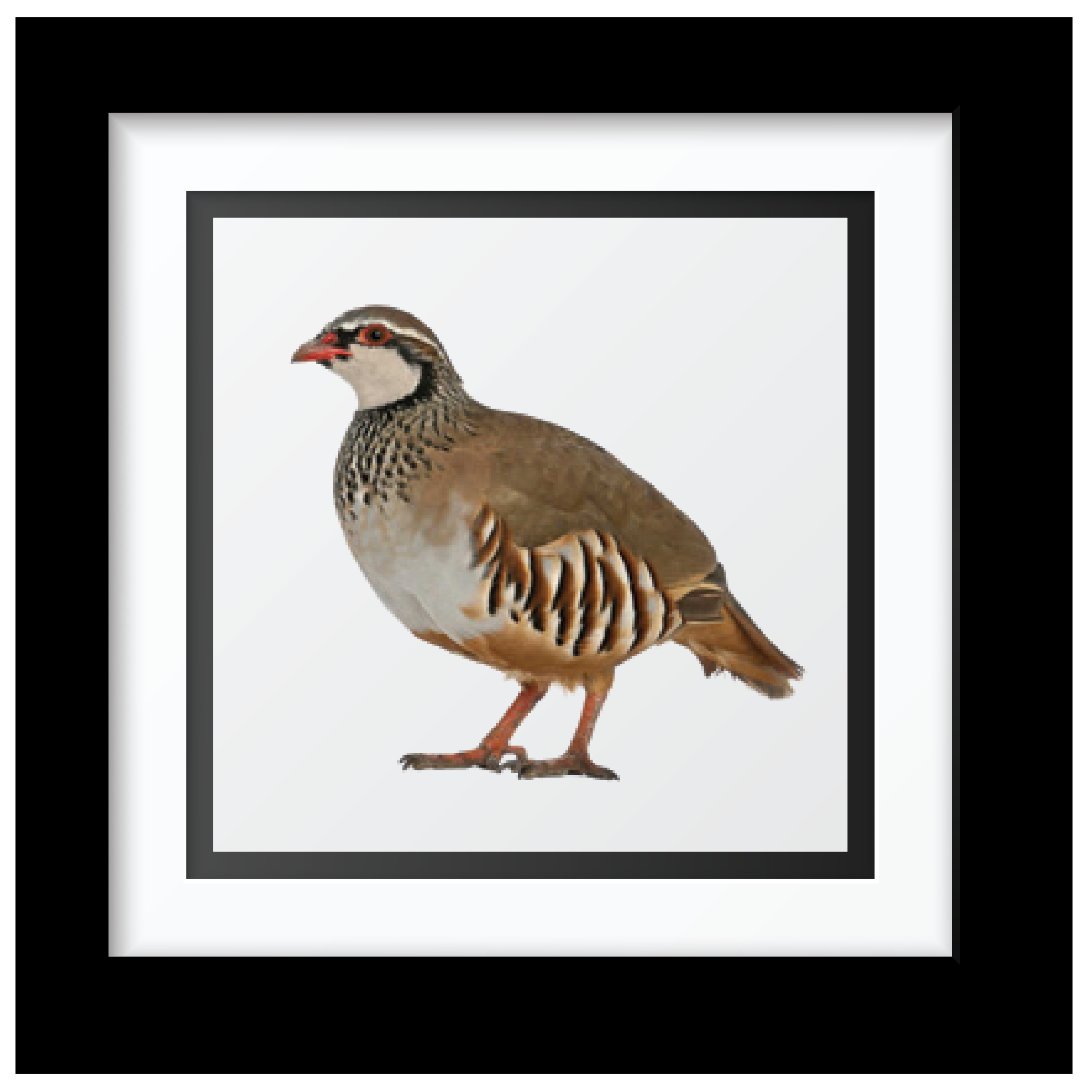 Sammy's Grouse Art Print